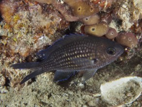 A small, dark-coloured fish with distinctive scales, monkfish (Chromis chromis), near sea sponges.