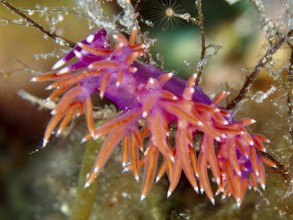 Edmundsella pedata (Edmundsella pedata) with bright orange appendages. Dive site Muzil, Stoja,