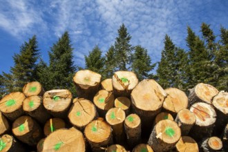 Cut and stacked tree trunks, La Mauricie region, Province of Quebec, Canada