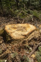Stump of a large white pine cut down by foresters, La Mauricie region, Province of Quebec, Canada
