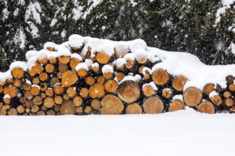 Tree trunks cut and wrapped under the snow, La Mauricie region, Quebec province, Canada