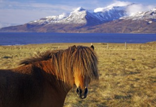A brown horse stands in a meadow in front of snow-covered mountains and a blue lake, humor, mane,