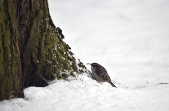 Treecreeper, (Certhia) in the snow, winter, Schleswig-Holstein, Germany