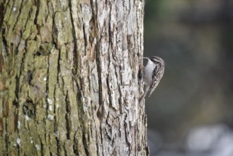 Treecreeper, (Certhia) on a lime tree, (Tilia), Schleswig-Holstein, Germany