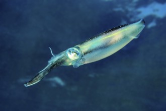 Underwater photo Close-up of large-fin reef squid (Sepioteuthis lessoniana) Squid Cephalopod squid