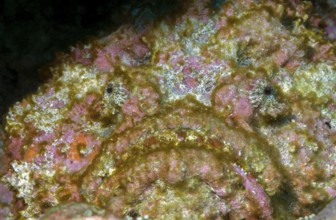 Underwater photo of camouflage behaviour Mimesis of large stonefish (Synanceia verrucosa)