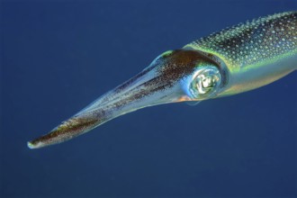 GUnderwater photo close-up head portrait head portrait of bigfin reef squid (Sepioteuthis