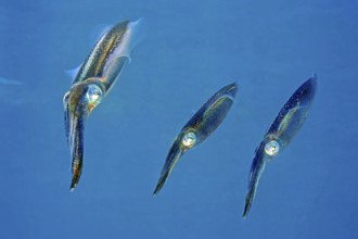 Underwater photo close-up of three specimens small group of large-fin reef squid (Sepioteuthis