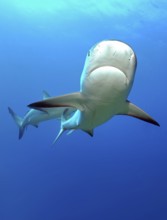 Underwater photo of Caribbean Reef Shark (Carcharhinus perezi) swimming close to the viewer, with