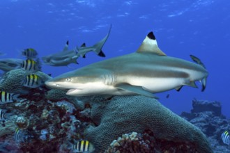 Underwater photo close-up of large adult blacktip reef shark (Carcharhinus melanopterus) blacktip