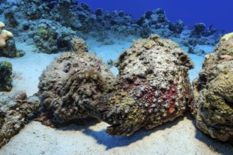 Underwater photo of mimesis of two stonefish (Synanceia verrucosa) lurking hunters camouflage