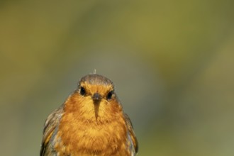 European robin (Erithacus rubecula) adult garden bird head portrait, Suffolk, England, United