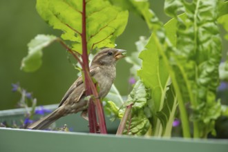 House sparrow (Passer domesticus) adult female bird feeding on a Swiss chard vegetable plant in a