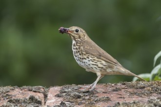 Song thrush (Turdus philomelos) adult bird on a garden wall with a beakful of fruit for food in