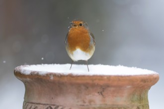 European robin (Erithacus rubecula) adult garden bird singing on snow covered flower pot in winter,