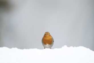 European robin (Erithacus rubecula) adult garden bird on snow in winter, Suffolk, England, United