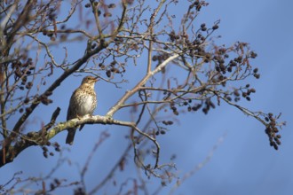 Song thrush (Turdus philomelos) adult garden bird singing in a tree in spring, England, United