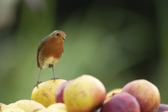 European robin (Erithacus rubecula) adult garden bird on a pile of apples fruit in autumn, Suffolk,