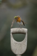European robin (Erithacus rubecula) adult garden bird on a fork handle with nest material in its
