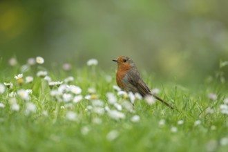 European robin (Erithacus rubecula) adult garden bird on a grass lawn with daisy flowers in summer,