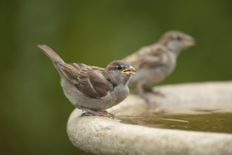 House sparrow (Passer domesticus) adult female bird drinking water from a garden bird bath in