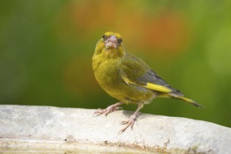 European greenfinch (Chloris chloris) adult male bird drinking water from a garden bird bath in