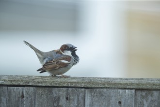 House sparrow (Passer domesticus) adult male bird singing on a garden fence in summer, Suffolk,