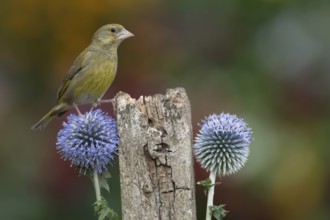 European greenfinch (Chloris chloris) adult bird on a garden fence post with Globe thistle flowers