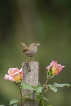 Eurasian wren (Troglodytes troglodytes) adult garden bird with insects in its beak on a garden