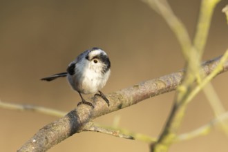 Long tailed tit (Aegithalos caudatus) adult garden bird on a tree branch in winter, Suffolk,
