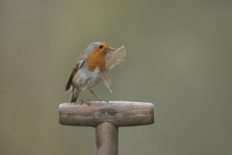 European robin (Erithacus rubecula) adult garden bird on a fork handle with a leaf for nest