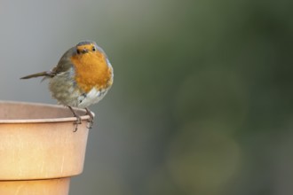 European robin (Erithacus rubecula) adult garden bird head on a flower pot in spring, Suffolk,