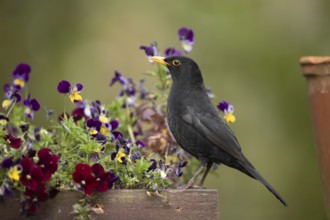 Eurasian blackbird (Turdus merula) adult male garden bird on a plant pot with pansy and viola