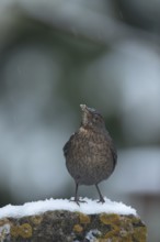 Eurasian blackbird (Turdus merula) adult female garden bird perched on a garden stone wall in a
