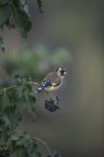 European goldfinch (Carduelis carduelis) adult garden bird on a Ivy tree branch in winter, England,