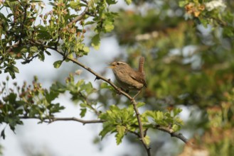 Eurasian wren (Troglodytes troglodytes) adult garden bird singing in a Hawthorn tree in summer,