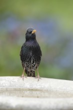 Common starling (Sturnus vulgaris) adult bird on a garden bird bath, Suffolk, England, United