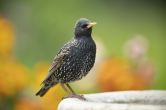 Common starling (Sturnus vulgaris) adult bird on a garden bird bath in spring, Suffolk, England,