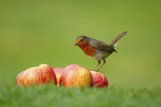 European robin (Erithacus rubecula) adult garden bird on a pile of apples fruit, England, United