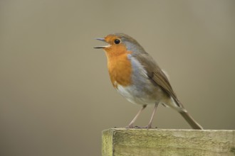 European robin (Erithacus rubecula) adult garden bird singing on a fence in spring, Suffolk,