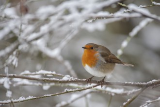 European robin (Erithacus rubecula) adult garden bird in a snow covered tree in winter, Suffolk,