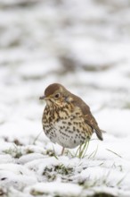 Song thrush (Turdus philomelos) adult bird in a snow covered garden in winter, England, United