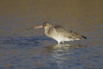 Black tailed godwit (Limosa limosa) adult wader bird in winter plumage feeding in a shallow lagoon,