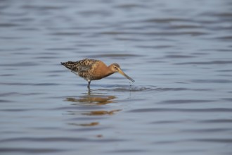 Black tailed godwit (Limosa limosa) adult wader bird in summer plumage feeding in a shallow lagoon,