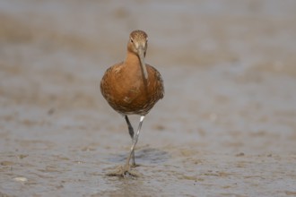 Black tailed godwit (Limosa limosa) adult male wader bird in summer plumage on a mudflat, Norfolk,