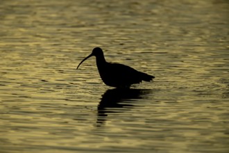 Eurasian curlew (Numenius arquata) adult bird feeding in a coastal lagoon silhouette at sunset,
