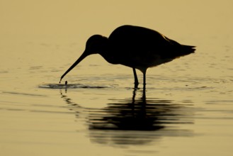 Black tailed godwit (Limosa limosa) adult wader bird feeding in a shallow lagoon silhouette at