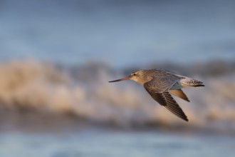 Bar tailed godwit (Limosa lapponica) adult wading bird in winter plumage in flight, RSPB Titchwell