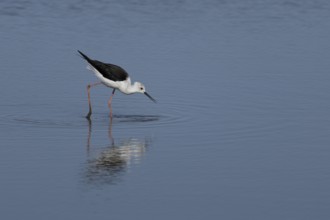 Black winged stilt (Himantopus himantopus) adult wader bird feeding in a shallow a lagoon, RSPB