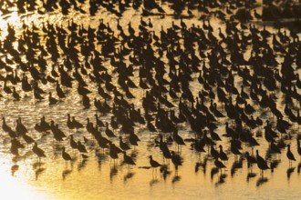 Black tailed godwit (Limosa limosa) adult wading birds flocked together at hide tide in a shallow